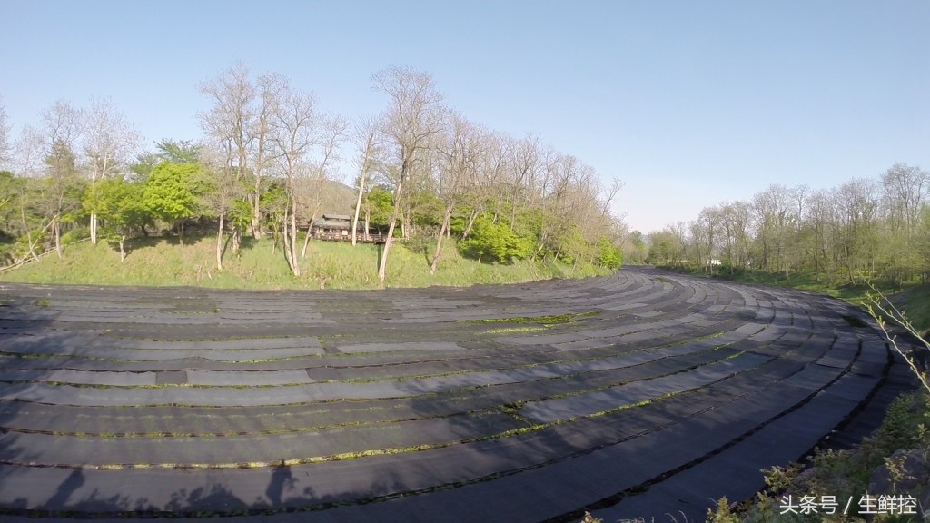 刺身中山葵酱好还是芥末好,山葵酱和芥末的区别是什么