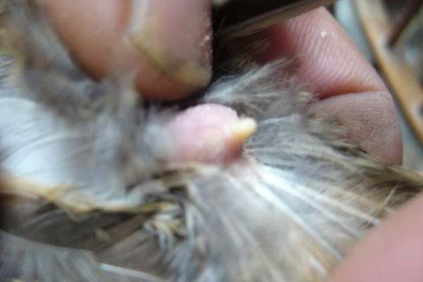 母鸡太肥不下蛋的治疗,为什么母鸡不怎么下蛋