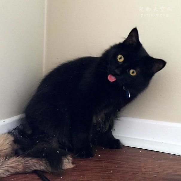 为什么猫咪会喜欢猫薄荷,为什么猫咪喜欢薄荷鱼