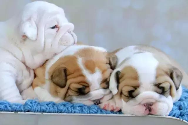 英牛适合在室内养吗,英牛到底好不好养