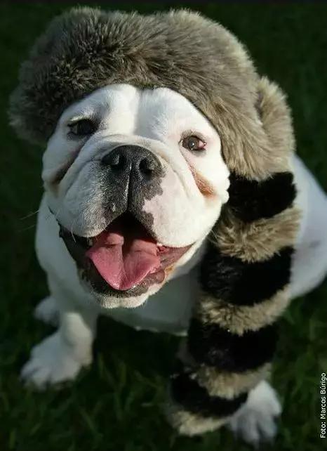 英牛适合在室内养吗,英牛到底好不好养