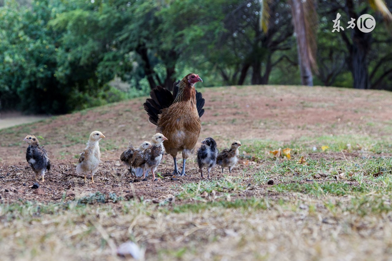 童子鸡有营养还是老鸡营养,童子鸡和老母鸡哪个更适合孩子