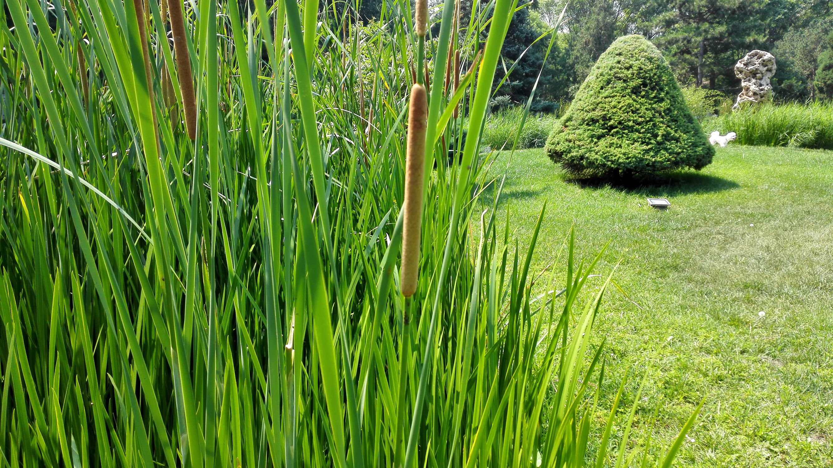 植物创口贴，您认识吗？