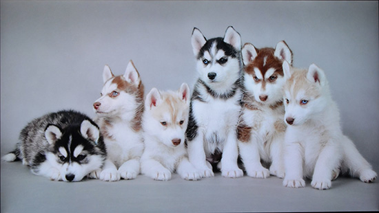 富士康夏普60寸哪款好,富士康axi设备