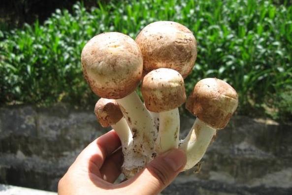 70岁老人癌症化疗8次了是什么情况,70岁老人化疗成功案例