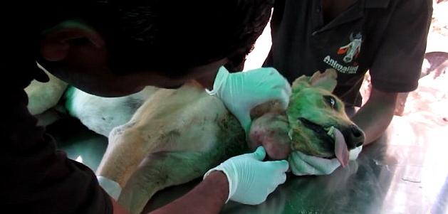 狗狗下巴长了一个小肉球,狗狗下巴长了一个包