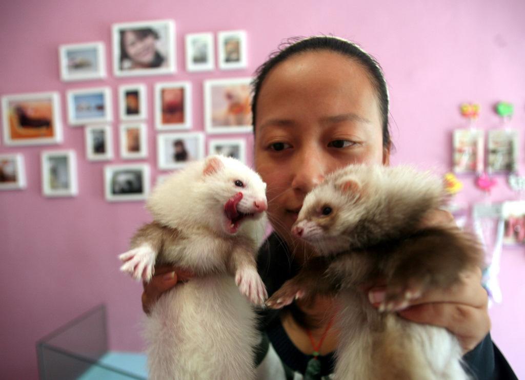 萌萌哒宠物貂,宠物貂怎么养好看又便宜