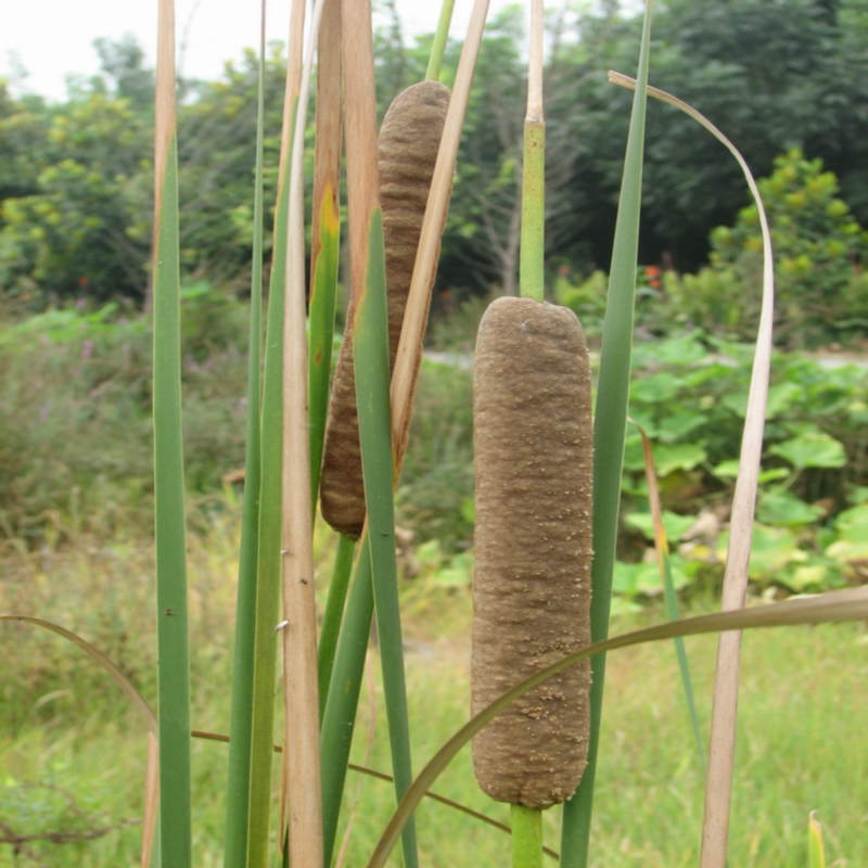 植物创口贴，您认识吗？