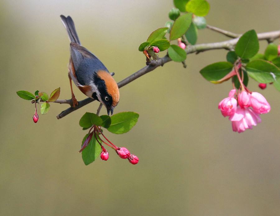 大姨妈推迟一周了能测出怀孕吗,月经推迟两天是例假还是怀孕见红