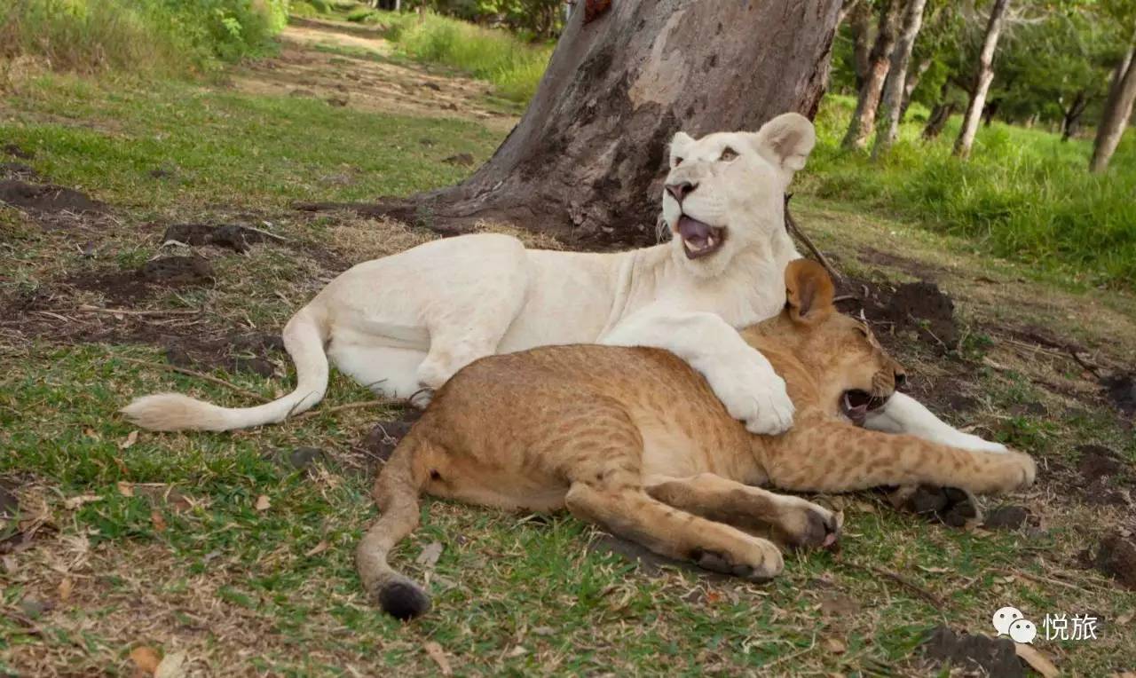 毛里求斯免签,毛里求斯在中国免签停留时间