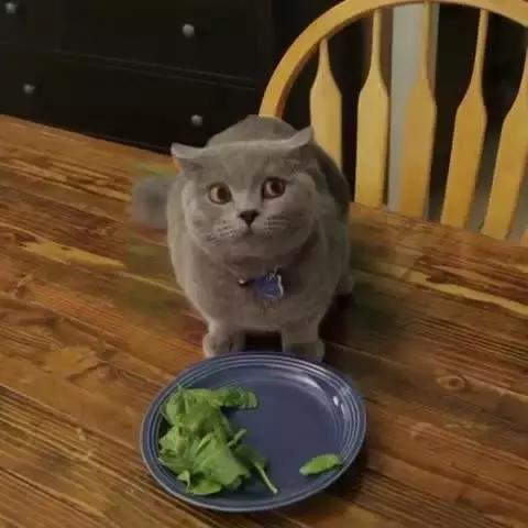 养猫家里异味怎么处理,租房养猫搬走如何消除异味