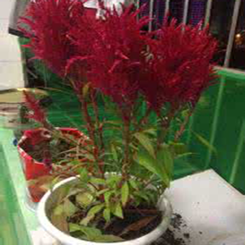 这些花不仅好看还可以做药材？一物多用，第8个还可以治高血压！