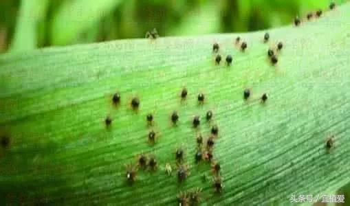 杀蚜虫蚂蚁红蜘蛛最有效的杀虫剂,家用杀虫剂杀花卉蚜虫