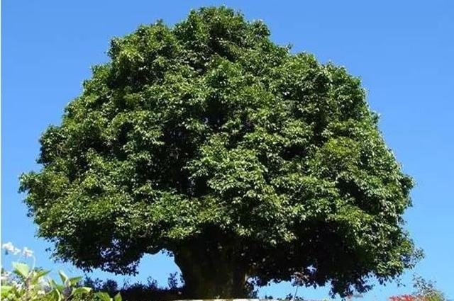 云南普洱茶古茶树年龄界定,普洱茶最老茶树排名榜