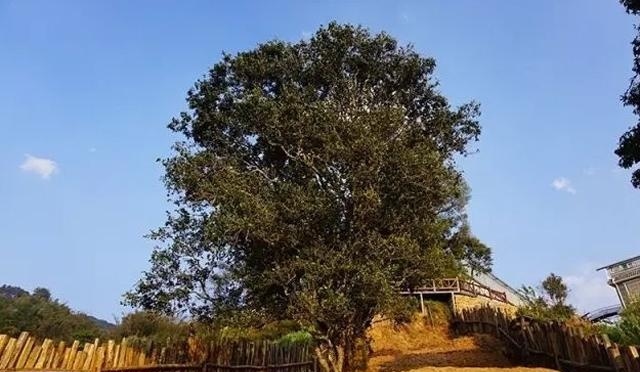 云南普洱茶古茶树年龄界定,普洱茶最老茶树排名榜