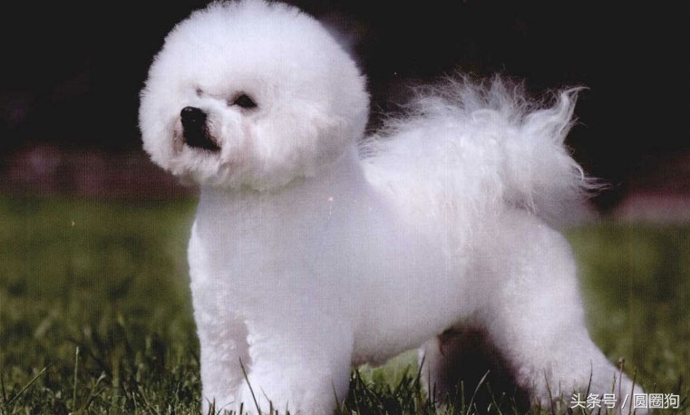 名犬比熊犬价格,世界名犬泰迪犬