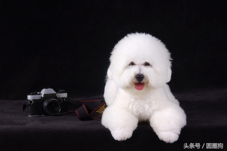 名犬比熊犬价格,世界名犬泰迪犬