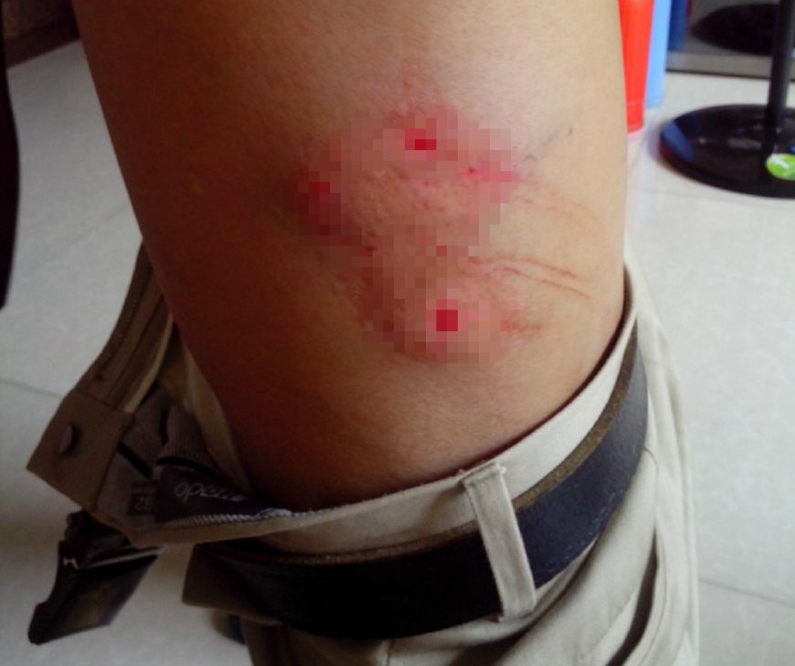 哈士奇看到母狗的反应,哈士奇看到主人回来就狂叫