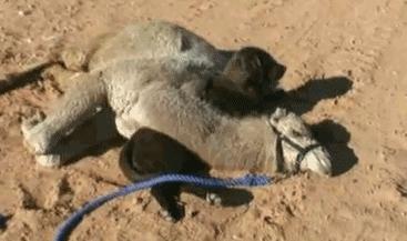 手写搞笑幽默段子文字,热门的幽默搞笑手写段子