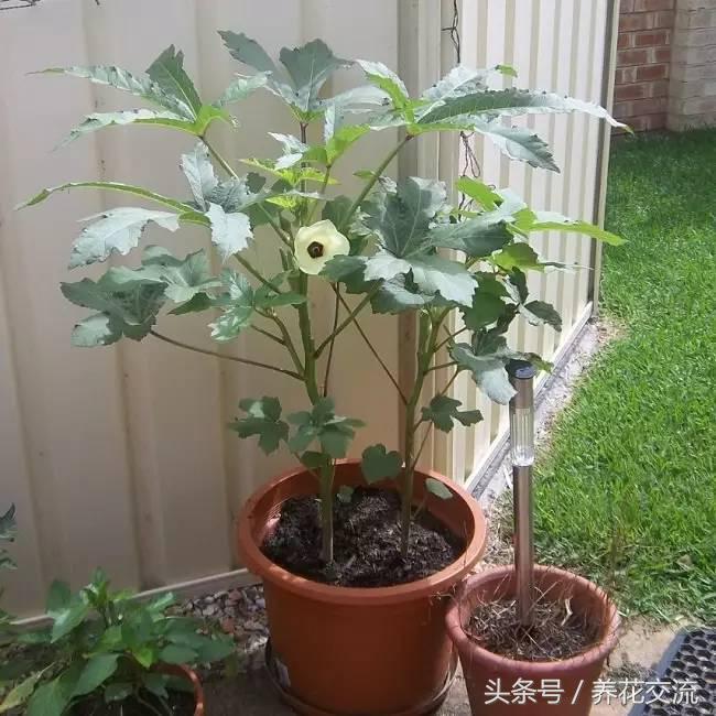 秋葵花盆栽的方法,黄秋葵阳台种植