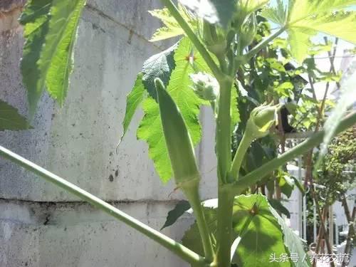 秋葵花盆栽的方法,黄秋葵阳台种植