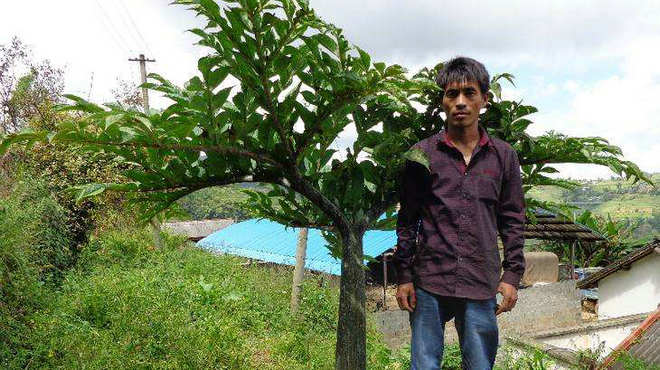 一种有“魔力”的芋头，生吃有毒，却受到三高人群的追捧