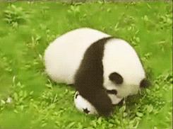 成都2023足球,2023年成都足球