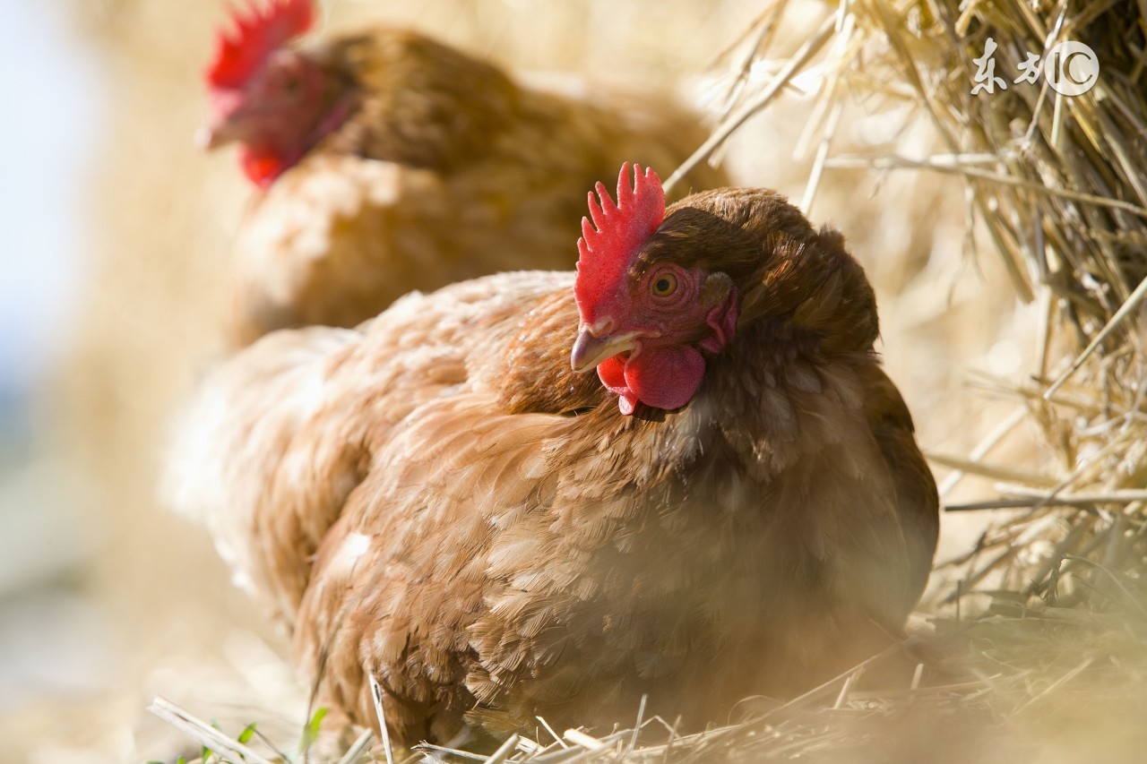母鸡太肥不下蛋的治疗,为什么母鸡不怎么下蛋