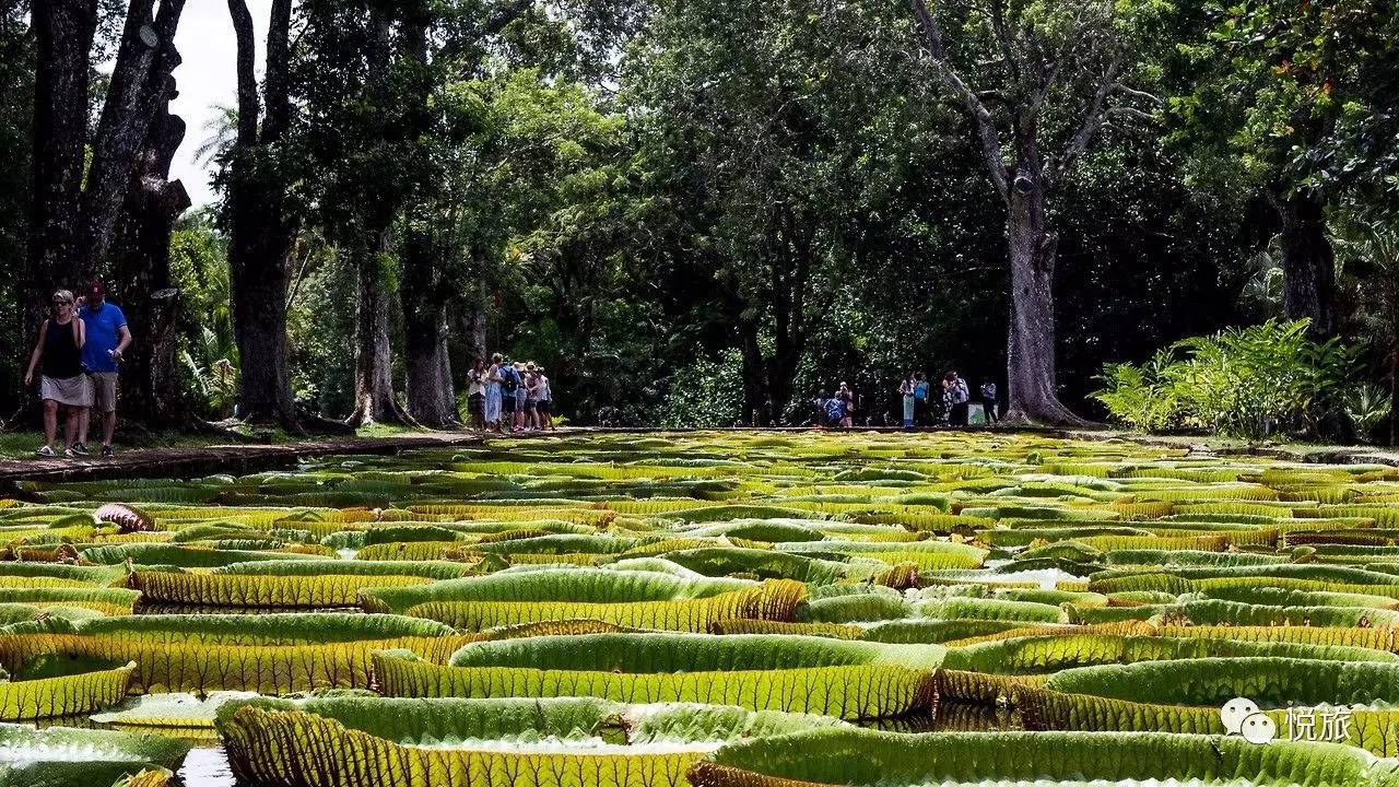 毛里求斯免签,毛里求斯在中国免签停留时间