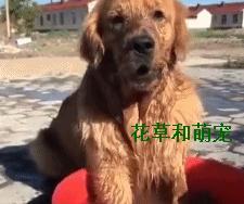 金毛实在太调皮了怎么办,金毛玩泥巴