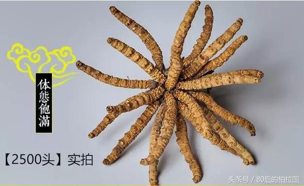 冬虫夏草凭什么这么贵？小编为你解读虫草的故事