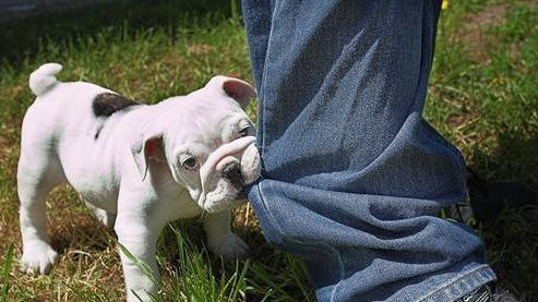 狗狗老是张嘴想咬人但又不是真咬,狗狗剪指甲不听话龇牙咬人怎么办