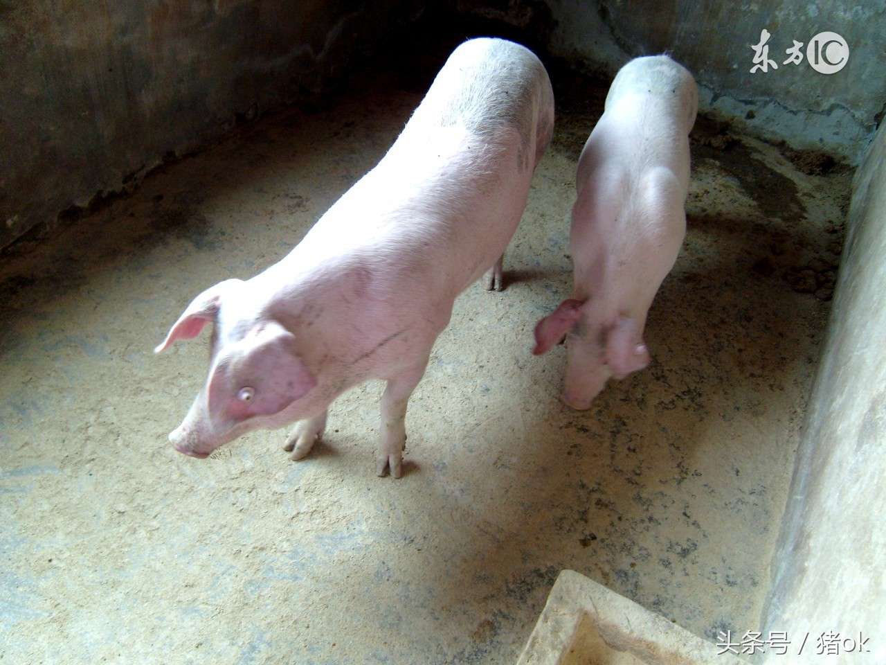 教你怎么养猪赚钱,养猪怎么才能带动全村养猪致富