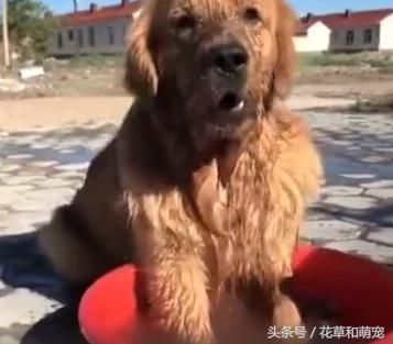 金毛实在太调皮了怎么办,金毛玩泥巴