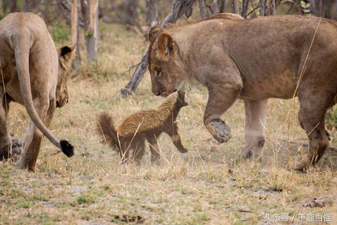 蜜獾（平头哥）能称雄大非洲与它这5点优势分不开！