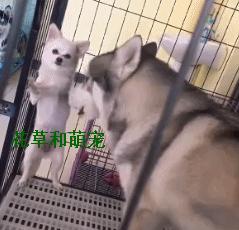 博美脾气比别的狗是暴躁还是温顺,博美脾气大越打越凶怎么解决