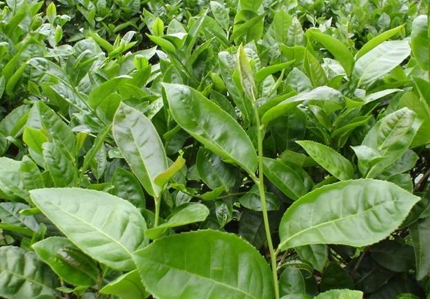 福建十大名茶品牌,福建十大名茶是乌龙茶吗