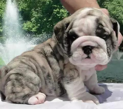 英牛适合在室内养吗,英牛到底好不好养