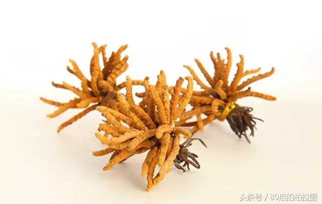 冬虫夏草凭什么这么贵？小编为你解读虫草的故事