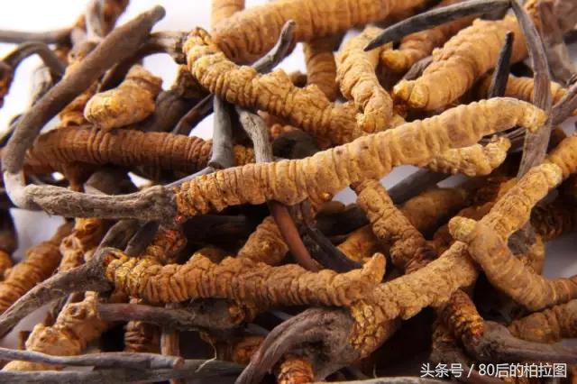 冬虫夏草凭什么这么贵？小编为你解读虫草的故事