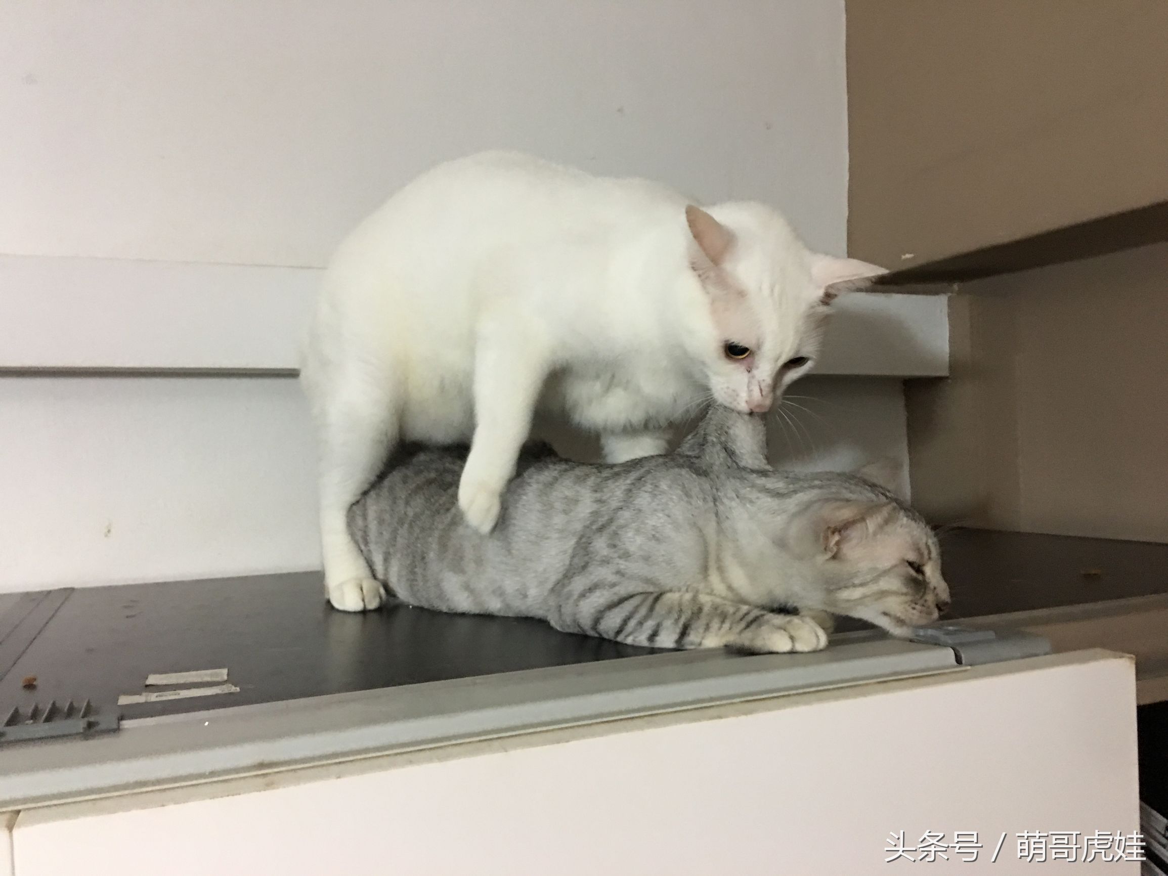 心爱的抱枕才抱了一晚上就被喵星人给糟蹋了，铲屎的：谁干的站出来保证不打死你