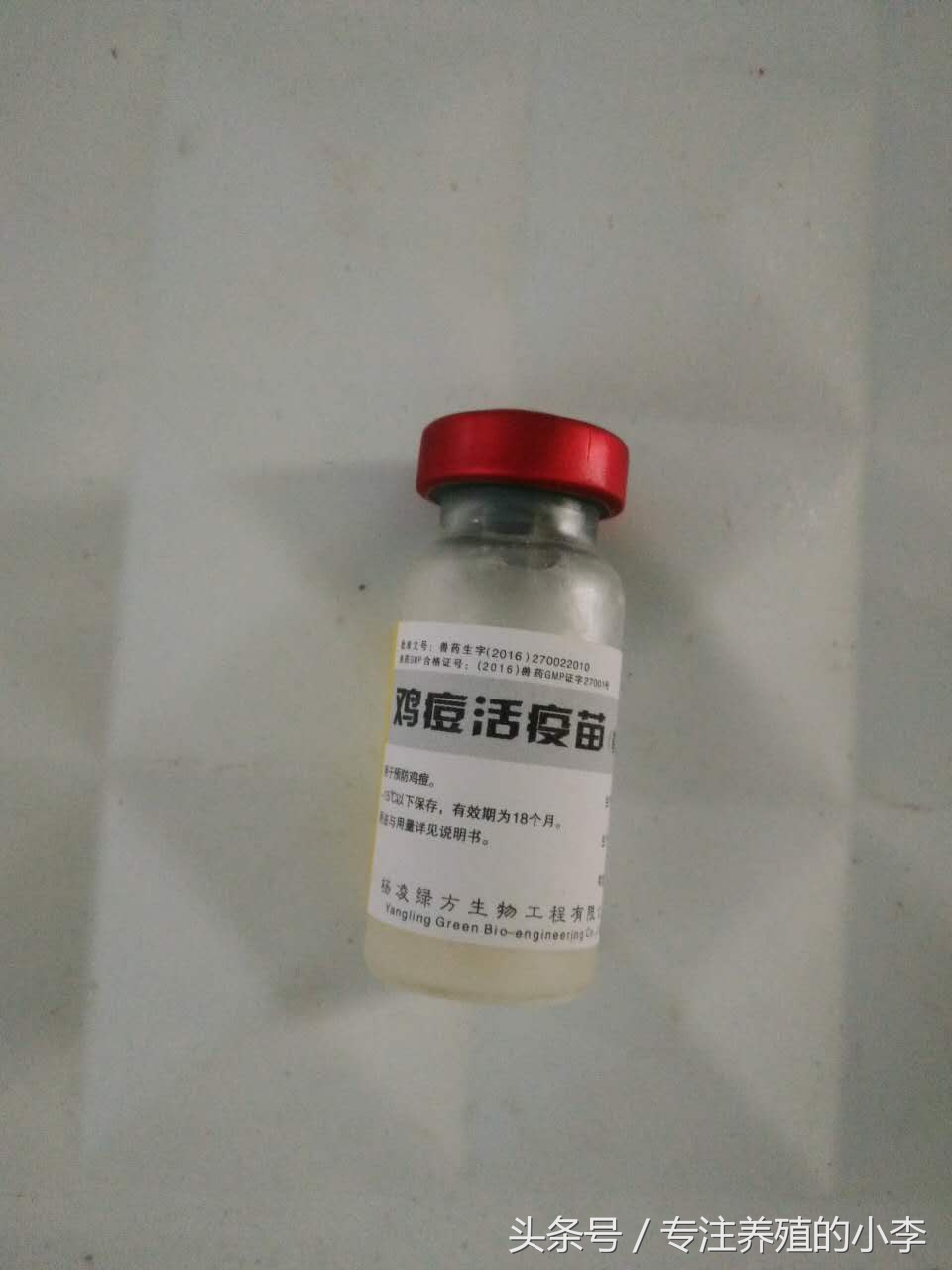 鸡被蚊子咬了怎样治疗,鸡被蚊子咬了眼睛瞎了