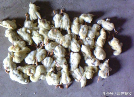 雏鸡白痢经典中药妙方,鸡白痢小偏方