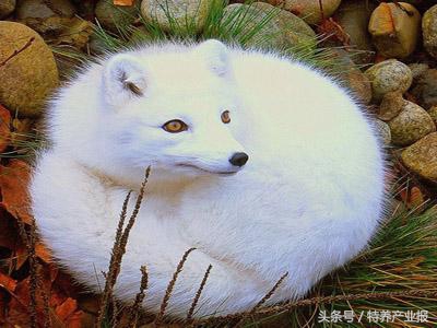 犬瘟热病毒如何检测,犬瘟热报告