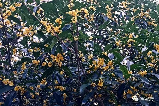 无锡一日游的攻略,无锡太湖一日游攻略周边美食