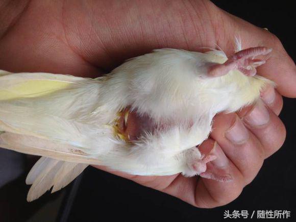 宠物鸟卡蛋,宠物鸟出现问题怎么办