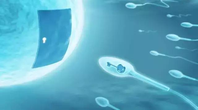 生男生女有什么关键,生男生女有什么妙术