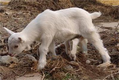 羊不明原因的腿瘸怎么治,羊瘸腿不敢落地是怎么治疗