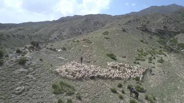 九零后牧羊人,新疆年轻牧羊人