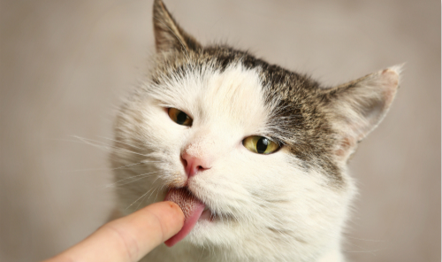 手上有伤口可以拿舌头舔吗,手上有伤口可以用嘴吸吗